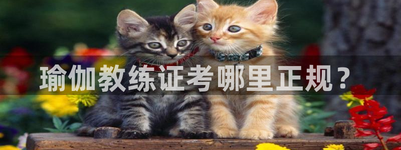 龙8国际备用